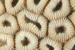 BD-120420-Fury-Shoal-5716-Dipsastraea-favus-(Forskål.-1775)-[Knob-coral].jpg
